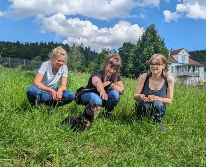 Hundetraining mit Welpen in Wien