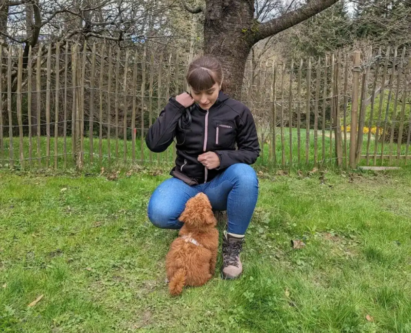 Hundetraining mit Welpen in Wien und Niederösterreich