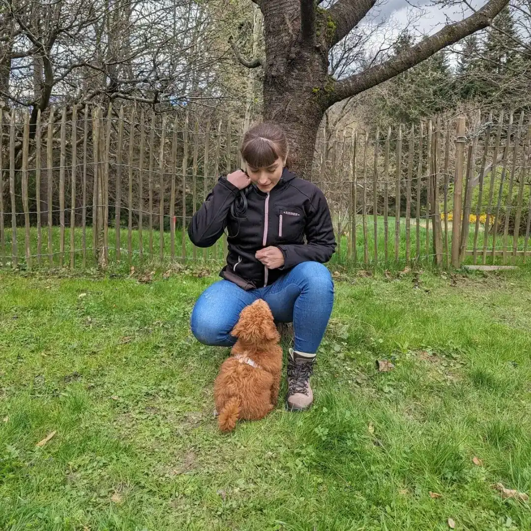 Hundetrainer Schwechat Welpenschule