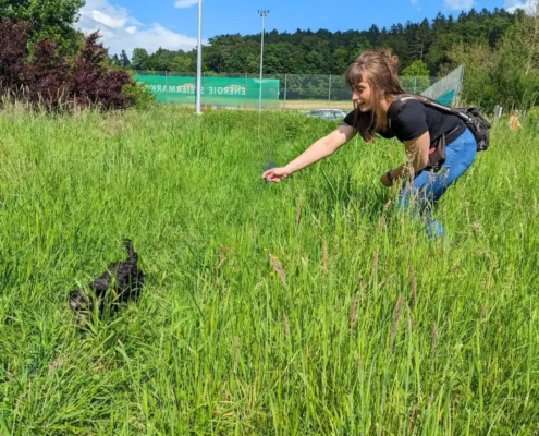 Hundetrainerin in Wien, Welpenschule Wien