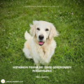 Tiertraining Hunde