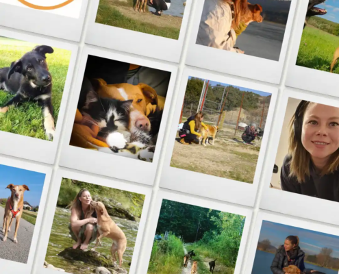 Online Hundeschule mit Willenskraft