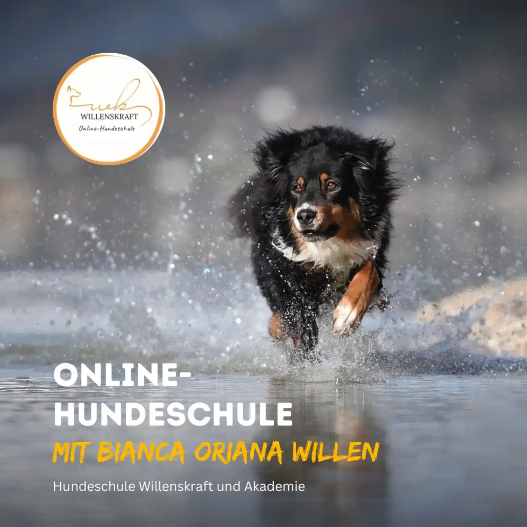 Online-Hundeschule mit Willenskraft