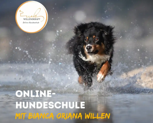 Online-Hundeschule mit Willenskraft