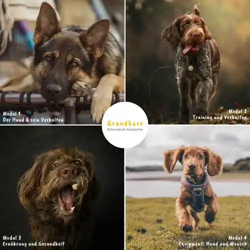 Hundetrainer-Ausbildung mit Willenskraft
