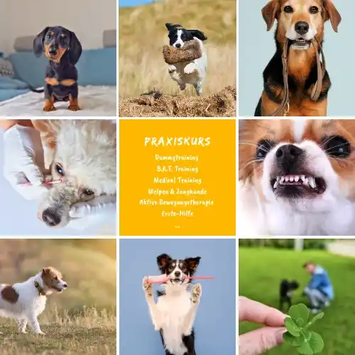 Hundetrainer-Ausbildung mit Willenskraft