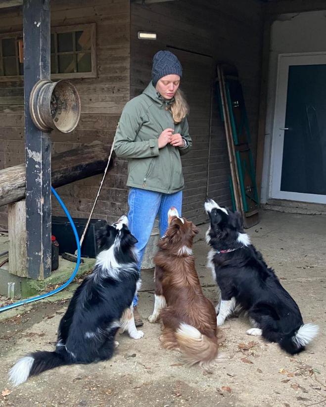 Drei Border Collies im Training mit Katrin Ladler – Hundeschule Willenskraft Donauregion