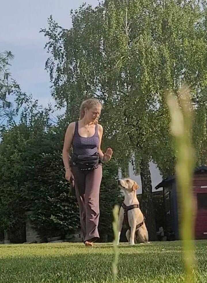 Tierschutzhund Garry zeigt ein Sitz im Training in Niederösterreich