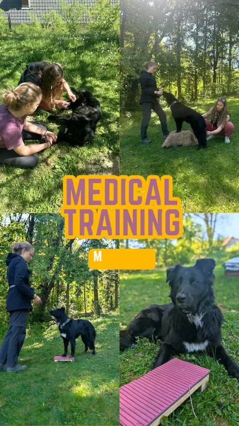 Neueröffnung: Mobile Hundeschule Donauregion und Tierkommunikation | Einzeltraining & Gruppenkurse