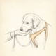Medical Training online: Hund legt Kinn in die Hand (Chin Rest) - Bleistift-Illustration