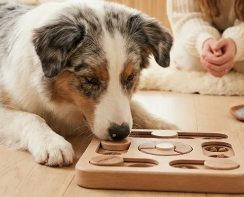 Junghund löst konzentriert ein Intelligenzspielzeug aus Holz, sein Mensch schaut ruhig zu