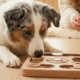 Junghund löst konzentriert ein Intelligenzspielzeug aus Holz, sein Mensch schaut ruhig zu