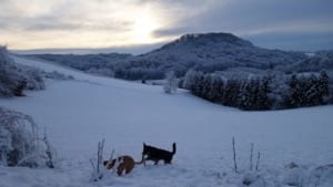 Hunde haben Spaß im Schnee